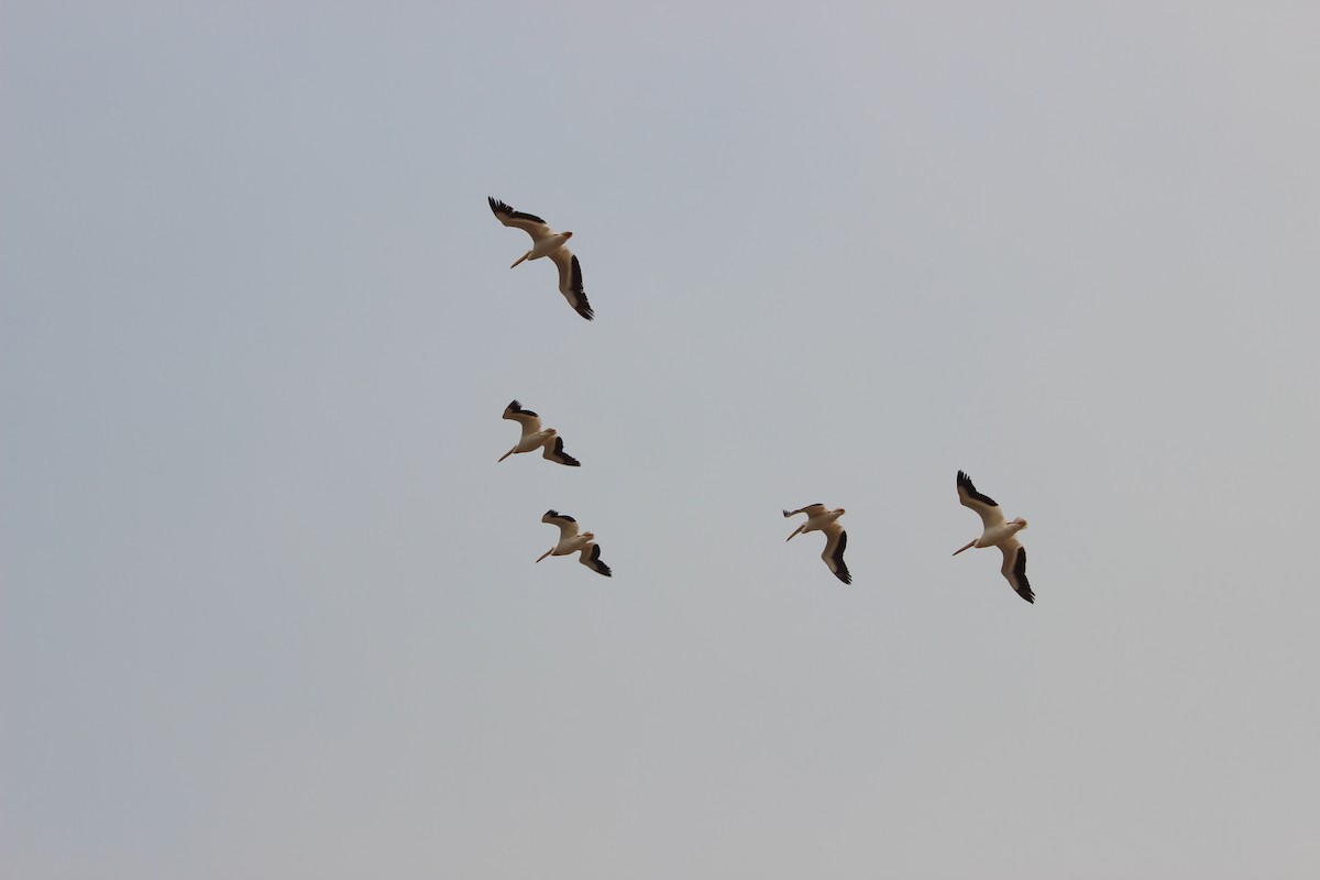 American White Pelican - ML48727981