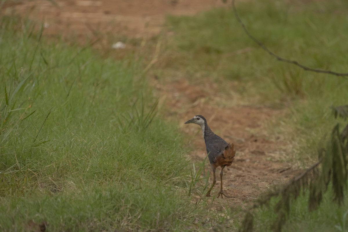 White-breasted Waterhen - ML487280781