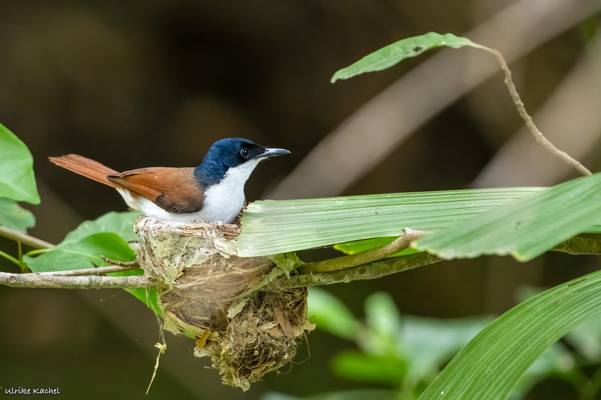 Shining Flycatcher - ML487281001