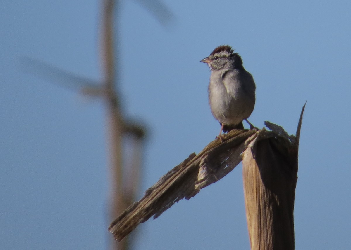 Chipping Sparrow - ML48728111