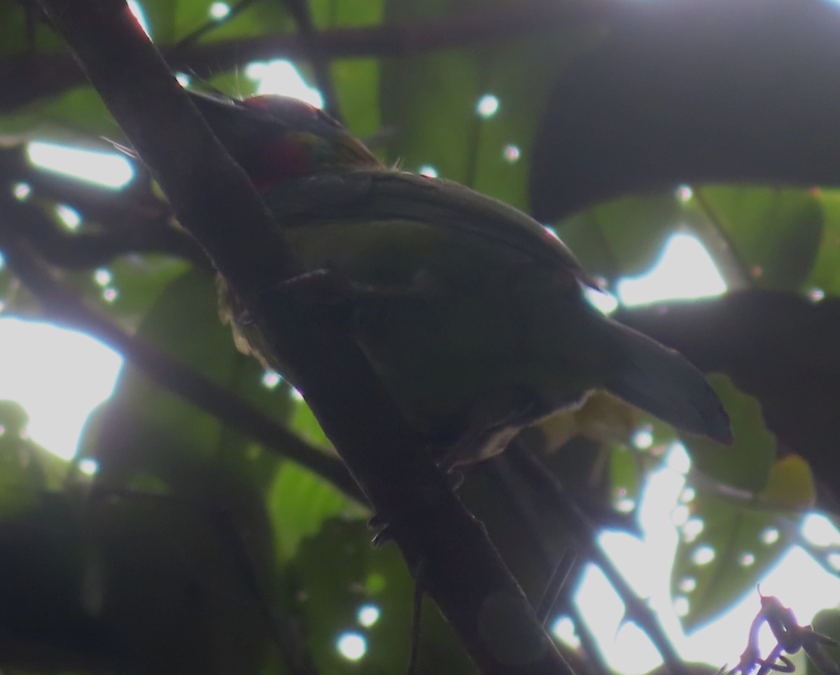 Red-throated Barbet - ML487281981