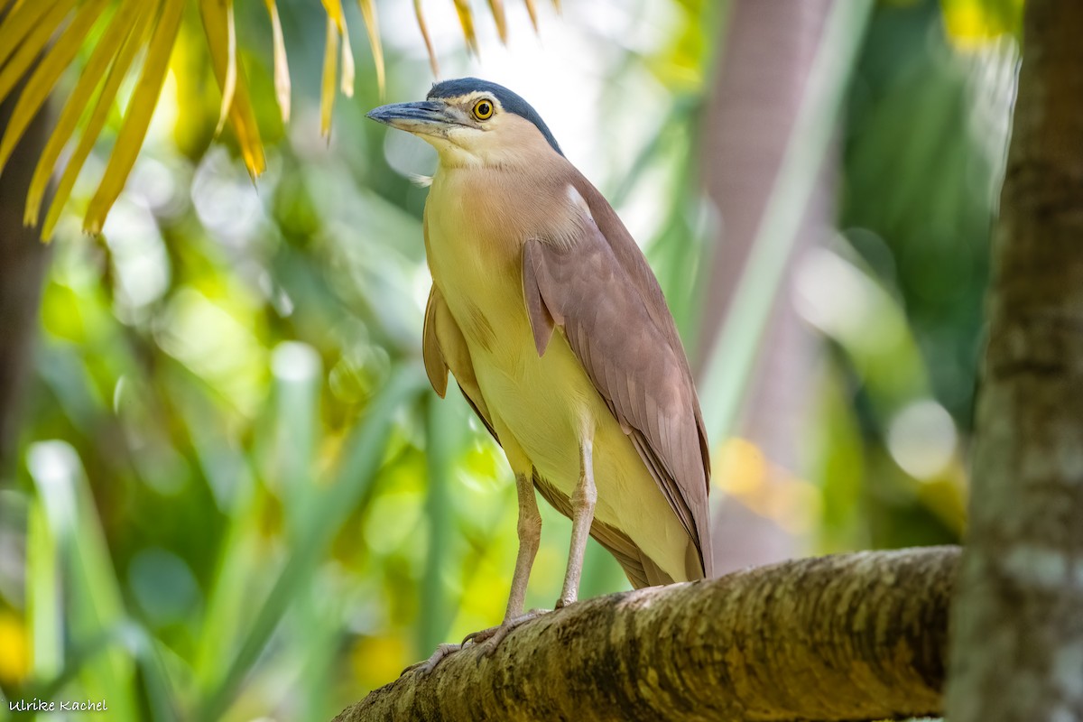 Nankeen Night Heron - ML487282091