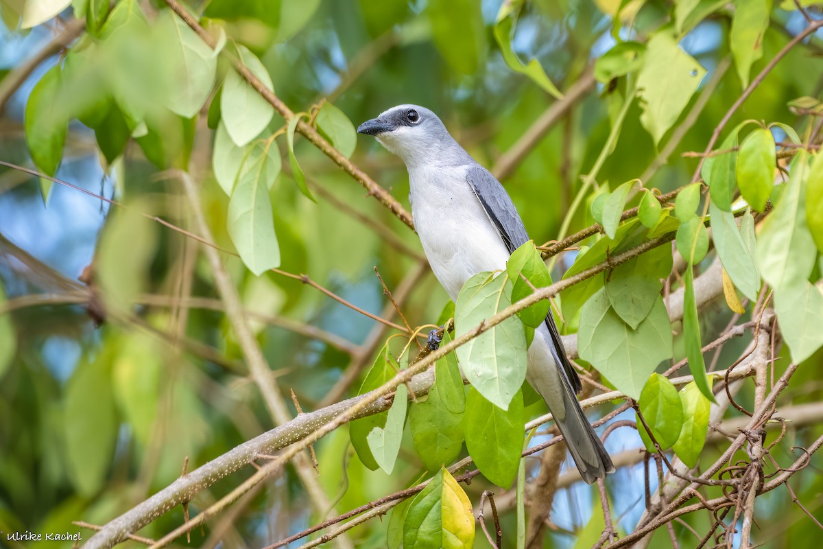 White-bellied Cuckooshrike - ML487282991