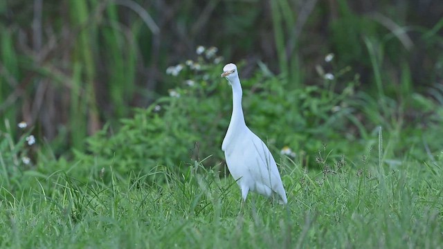 ニシアマサギ - ML487283691