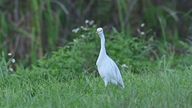 Western Cattle Egret - ML487283691