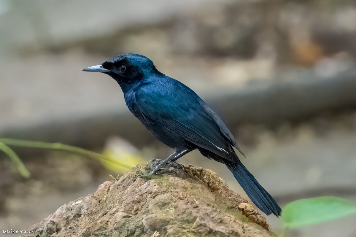 Shining Flycatcher - ML487284481