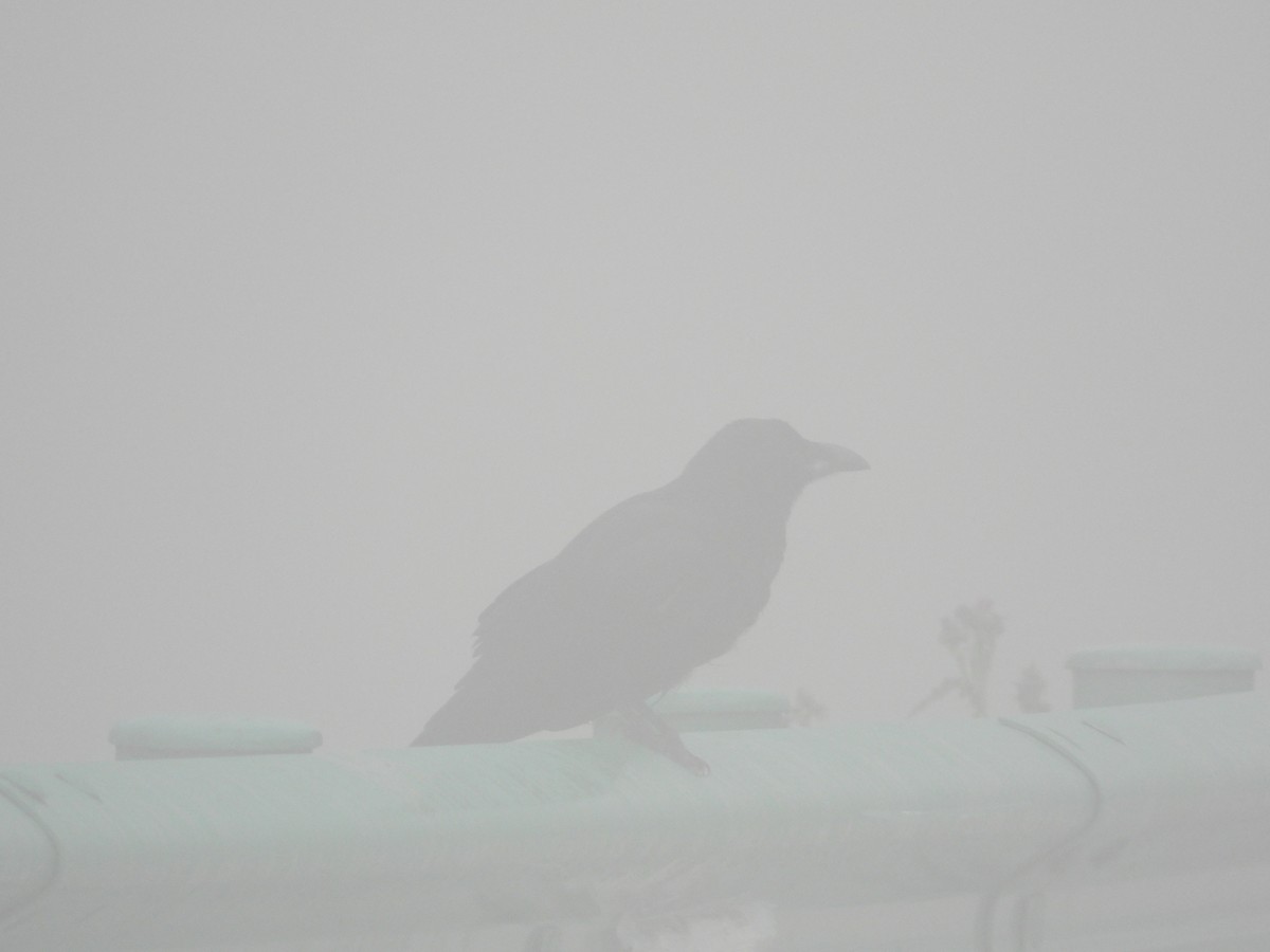 Large-billed Crow (Large-billed) - ML487284791