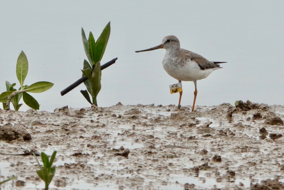 Terekwasserläufer - ML487285491