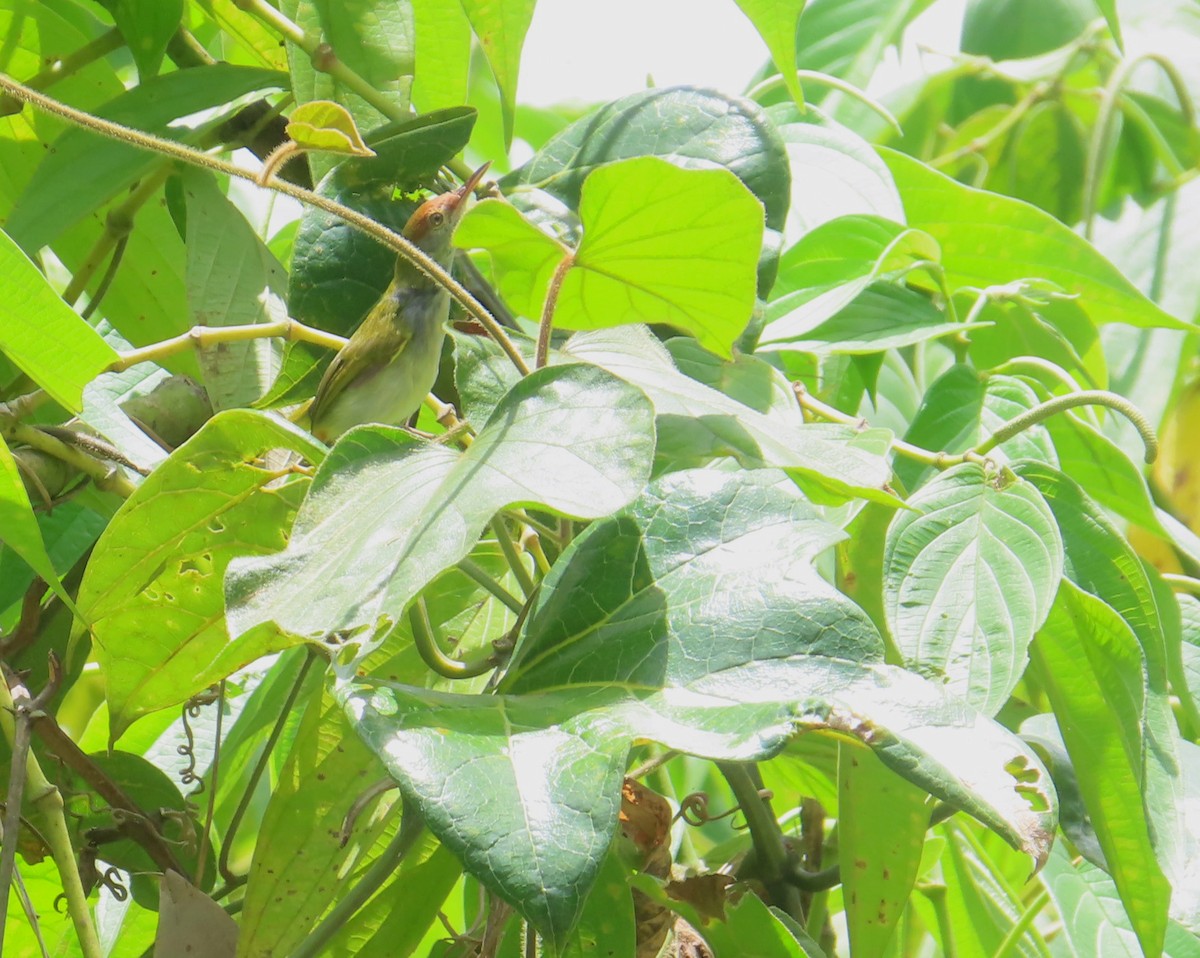 tailorbird sp. - ML487285741