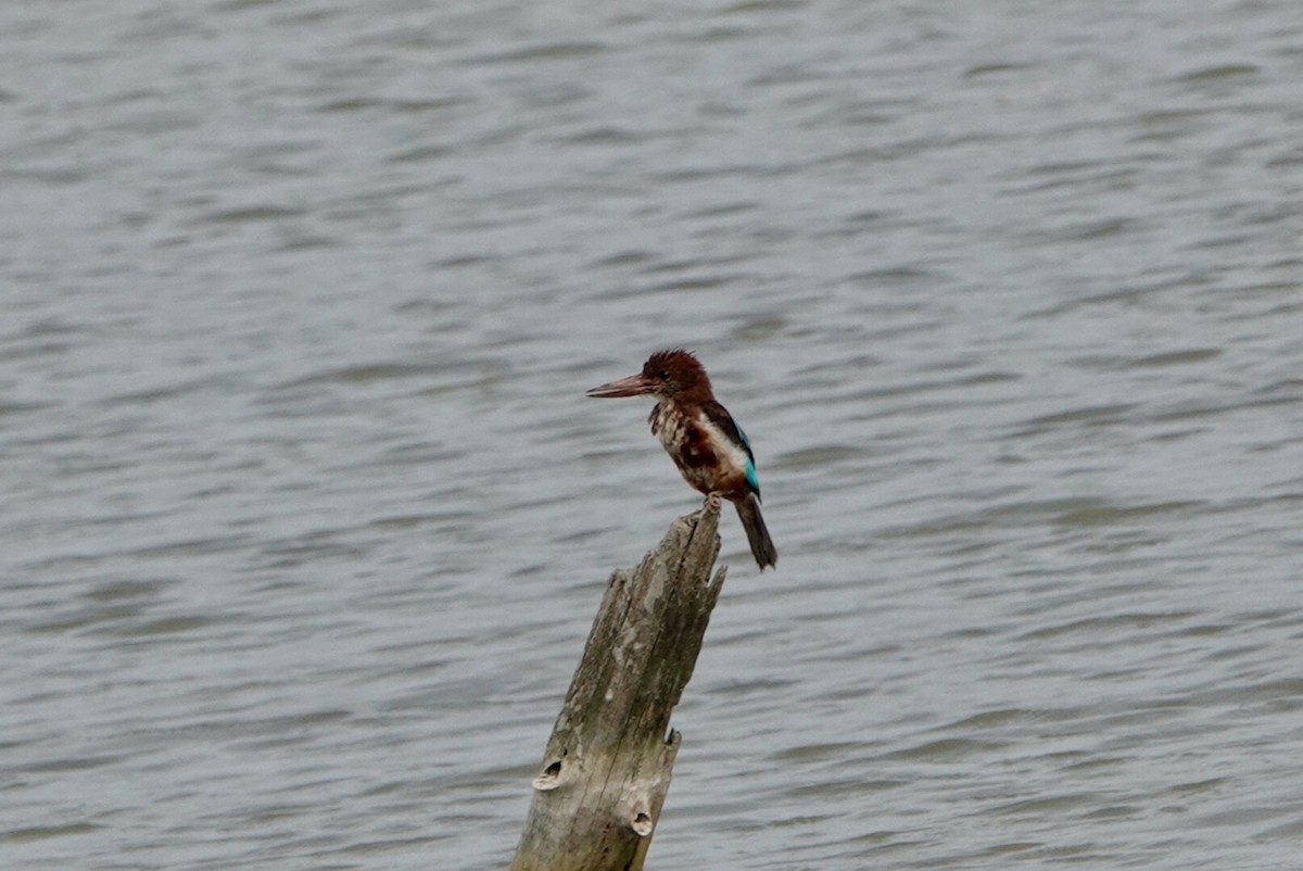 White-throated Kingfisher - Lam Chan