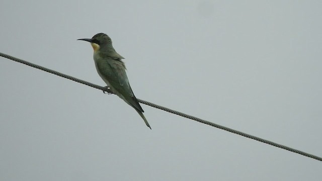 Blue-cheeked Bee-eater - ML487287191