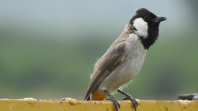 Bulbul à oreillons blancs - ML487287511