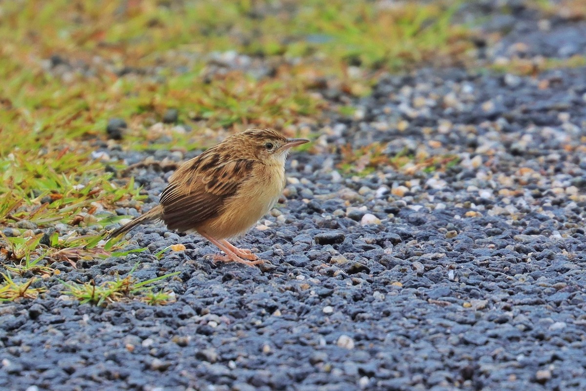 Zitting Cisticola - ML487288481