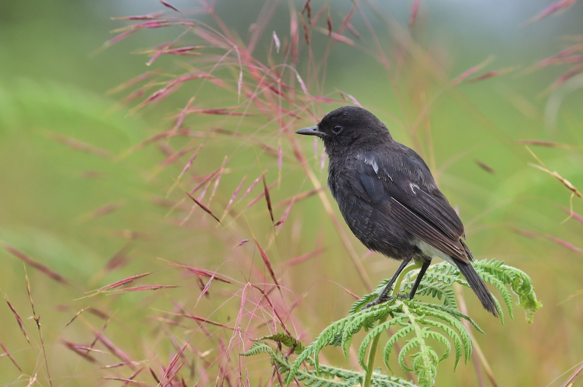Pied Bushchat - ML487288541