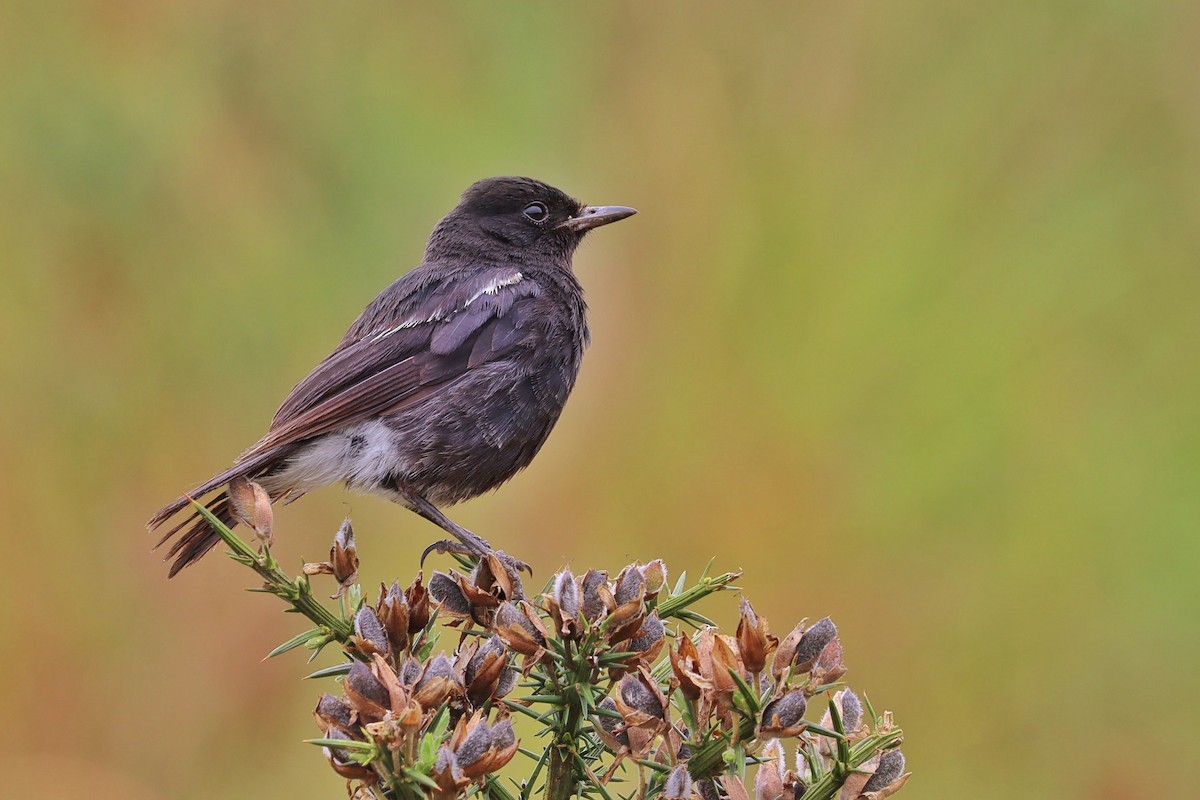 Pied Bushchat - ML487288551
