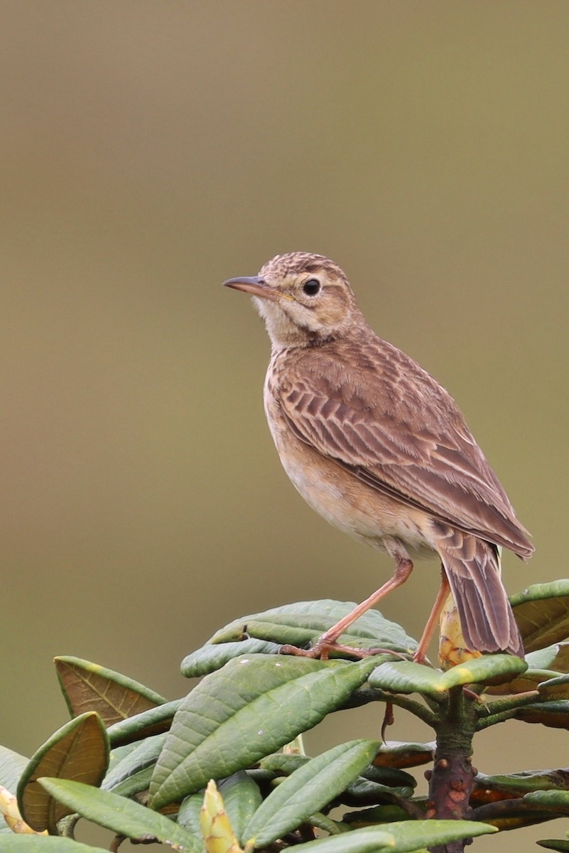 Paddyfield Pipit - ML487288581