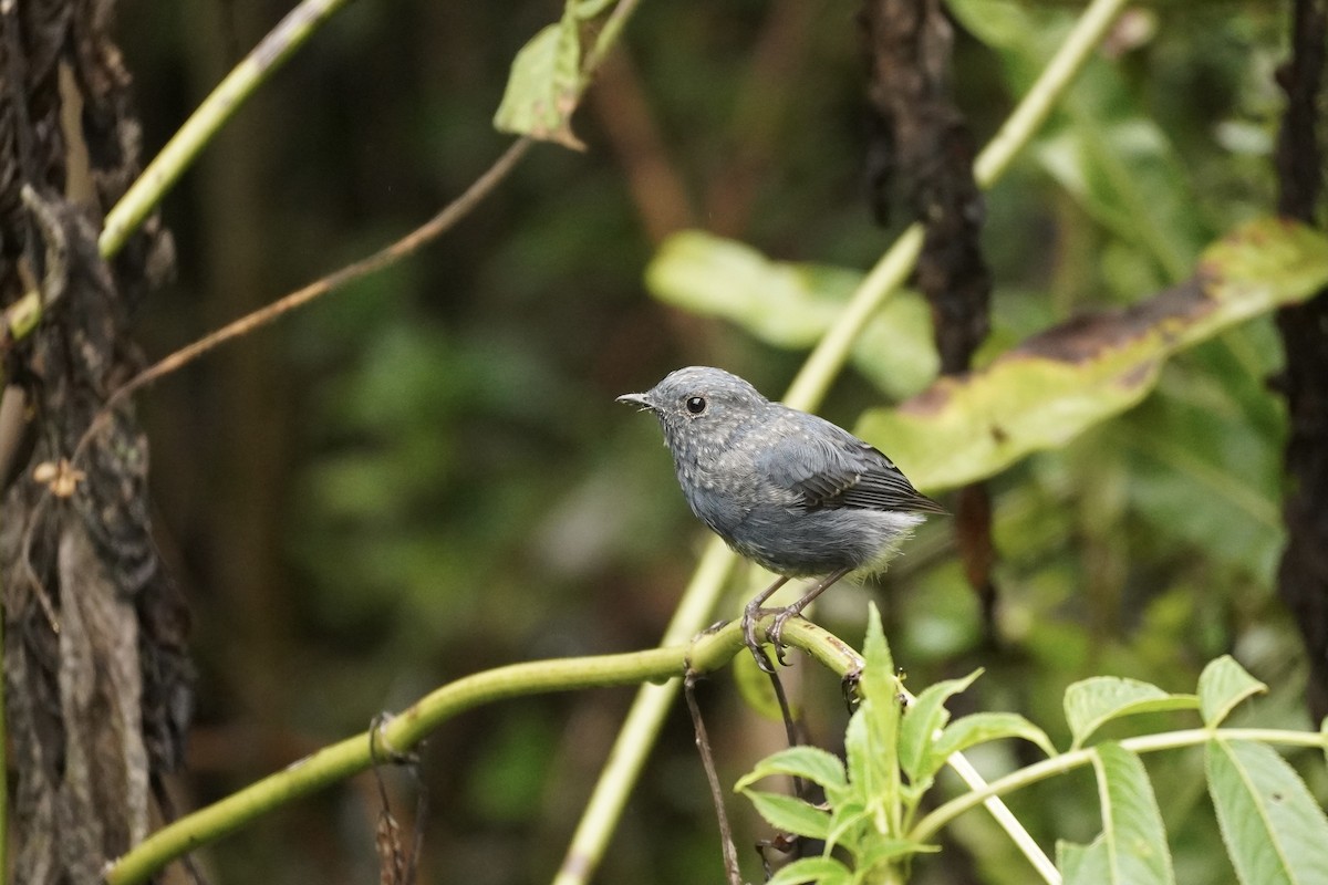 Plumbeous Redstart - ML487289001