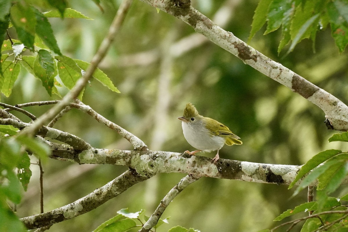 White-bellied Erpornis - ML487289131