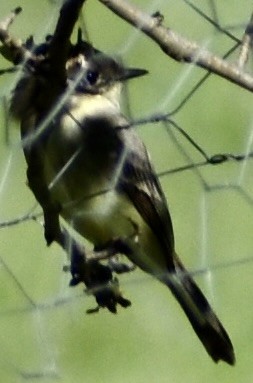 Eastern Phoebe - ML487289231