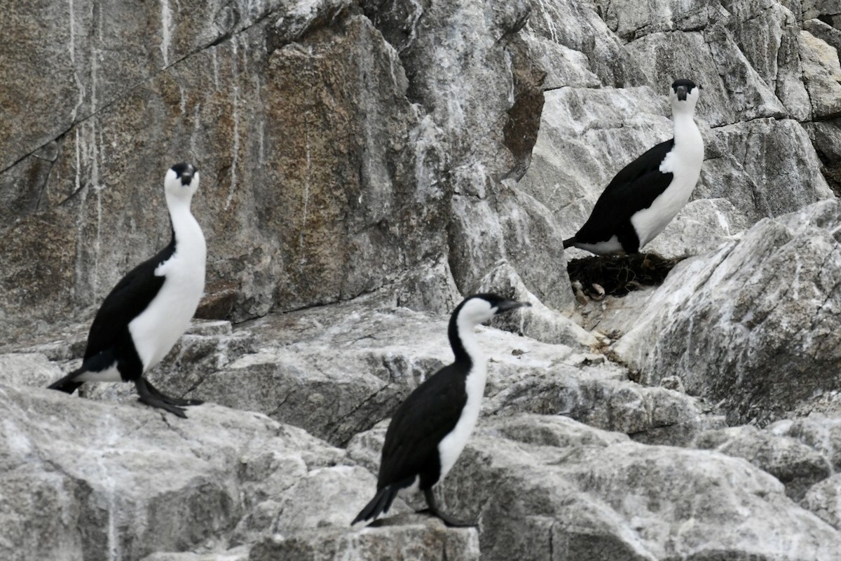 Black-faced Cormorant - ML487289271