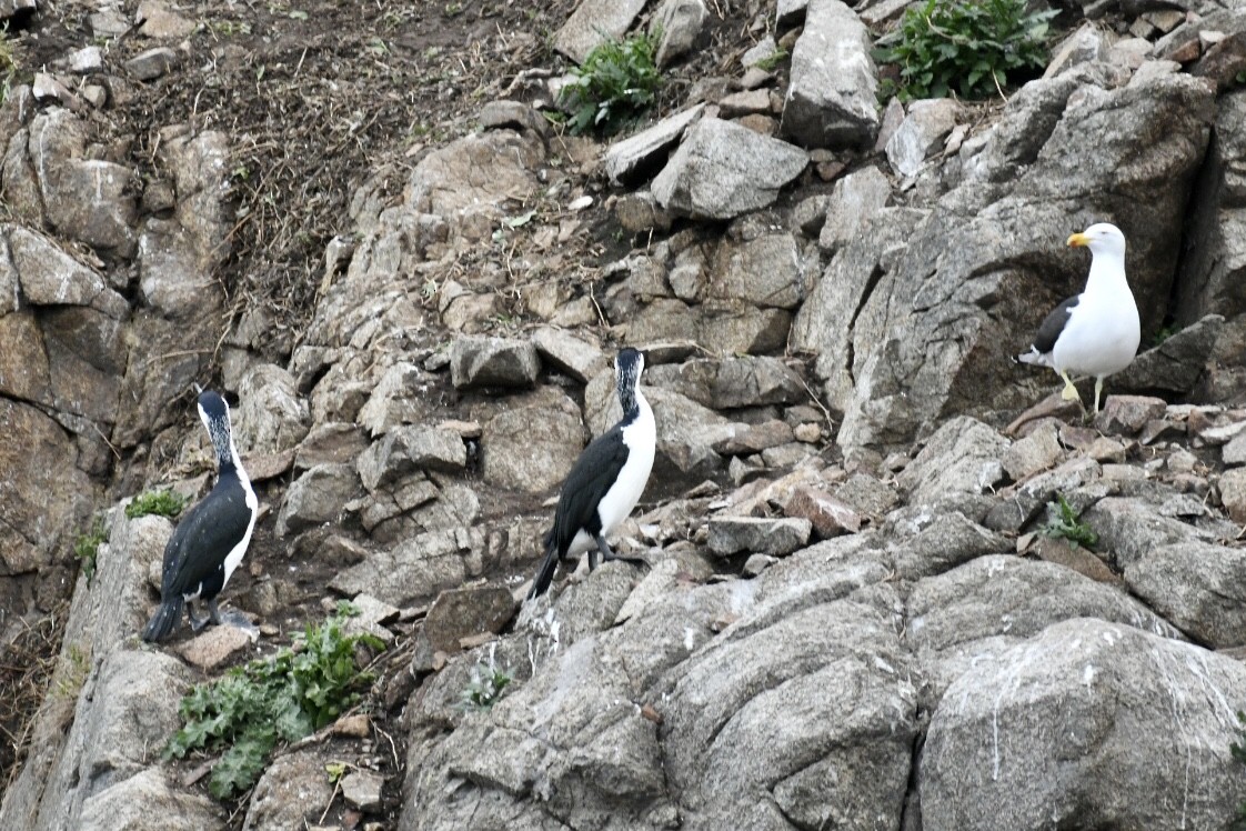 Black-faced Cormorant - ML487289281