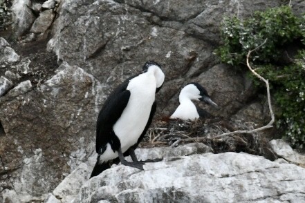 Black-faced Cormorant - ML487289291