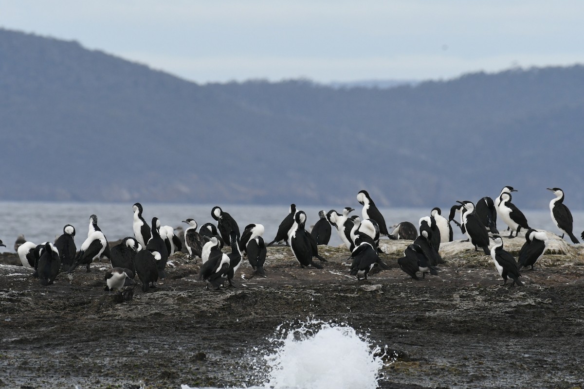 Black-faced Cormorant - ML487289301