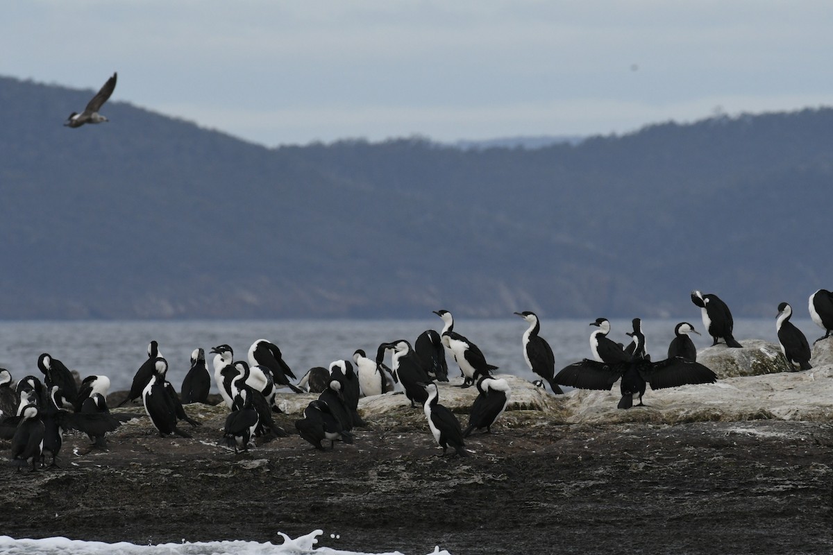 Black-faced Cormorant - ML487289311