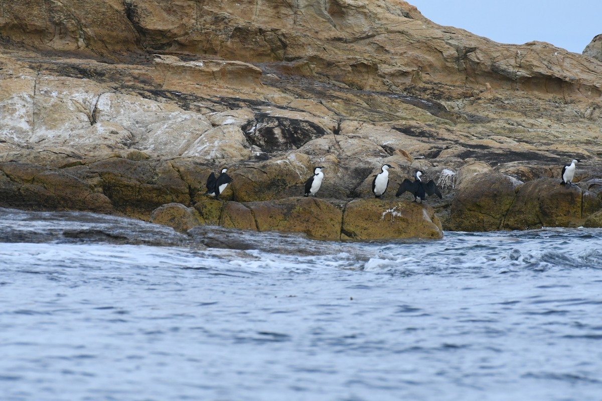 Black-faced Cormorant - ML487289321