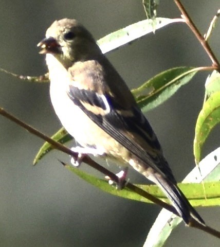 American Goldfinch - ML487289401