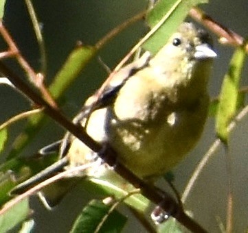 American Goldfinch - ML487289411