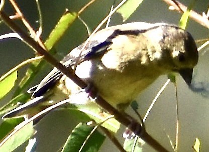 American Goldfinch - ML487289421