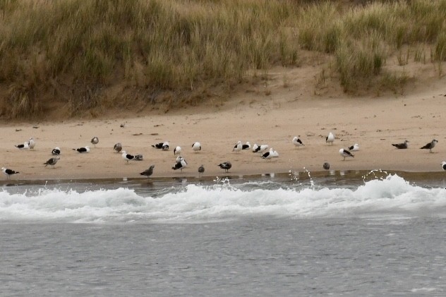 Kelp Gull - ML487289431