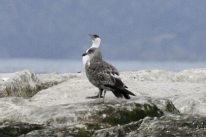 Kelp Gull - ML487289441