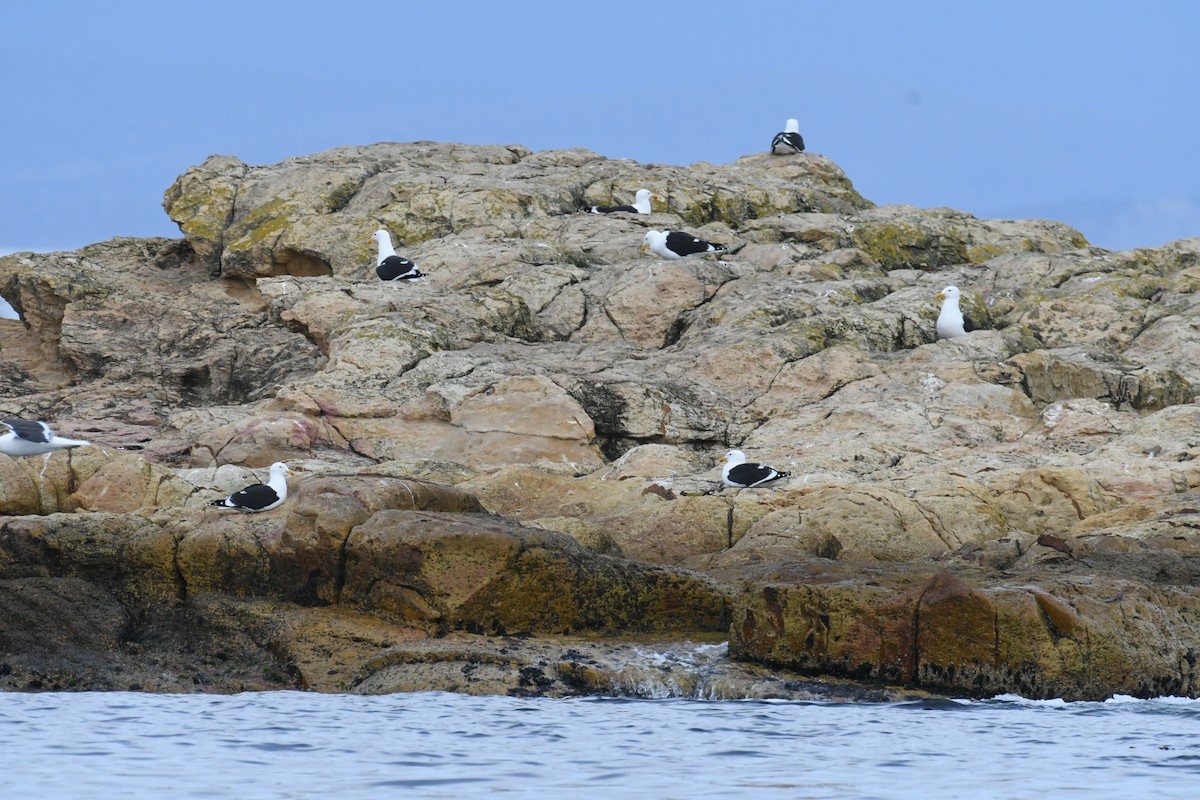 Kelp Gull - ML487289451