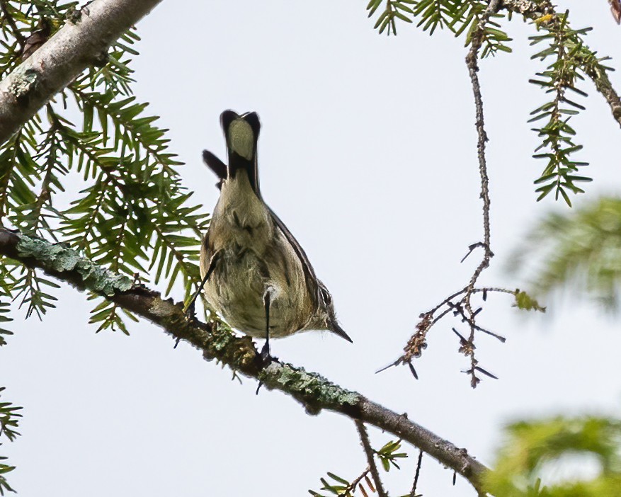 Yellow-rumped Warbler - ML487289551