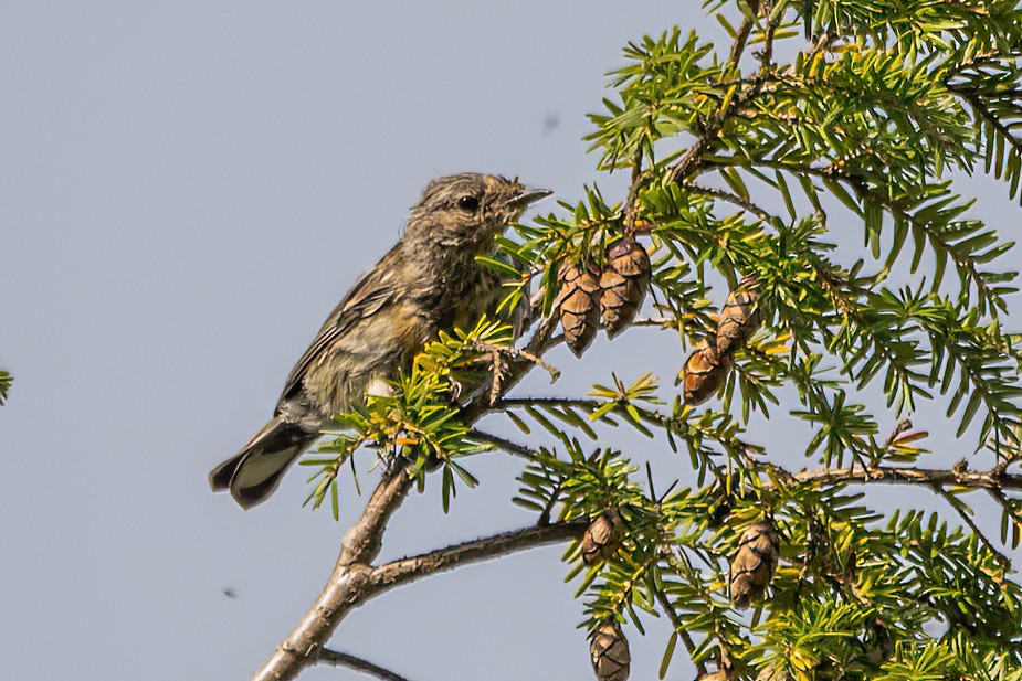 Yellow-rumped Warbler - ML487289561