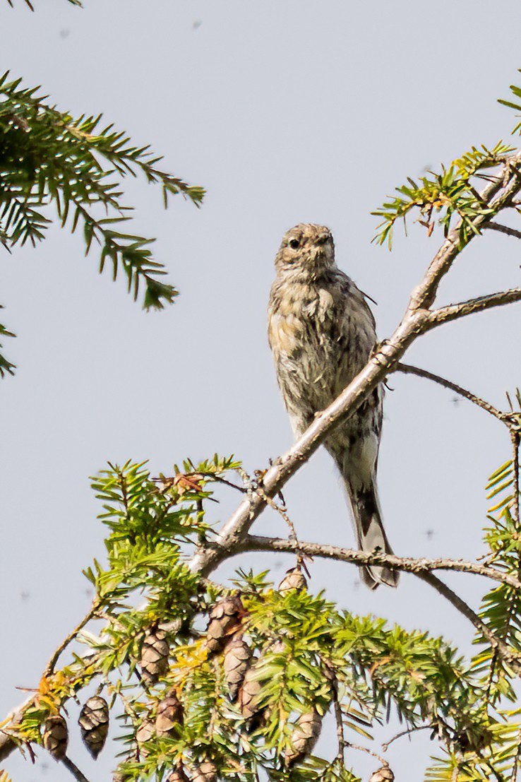 Yellow-rumped Warbler - ML487289571