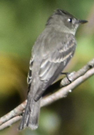 Eastern Wood-Pewee - ML487289641