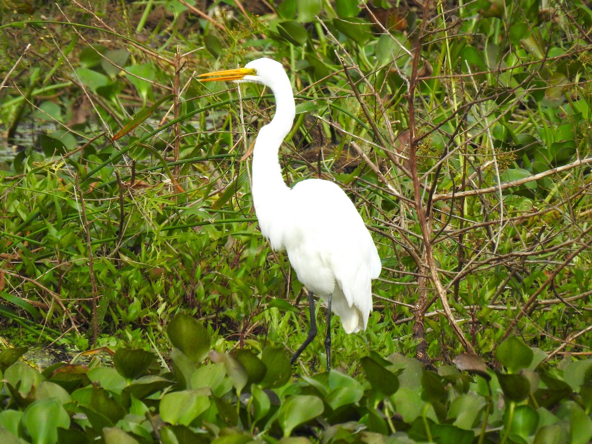 Great Egret - ML487290891