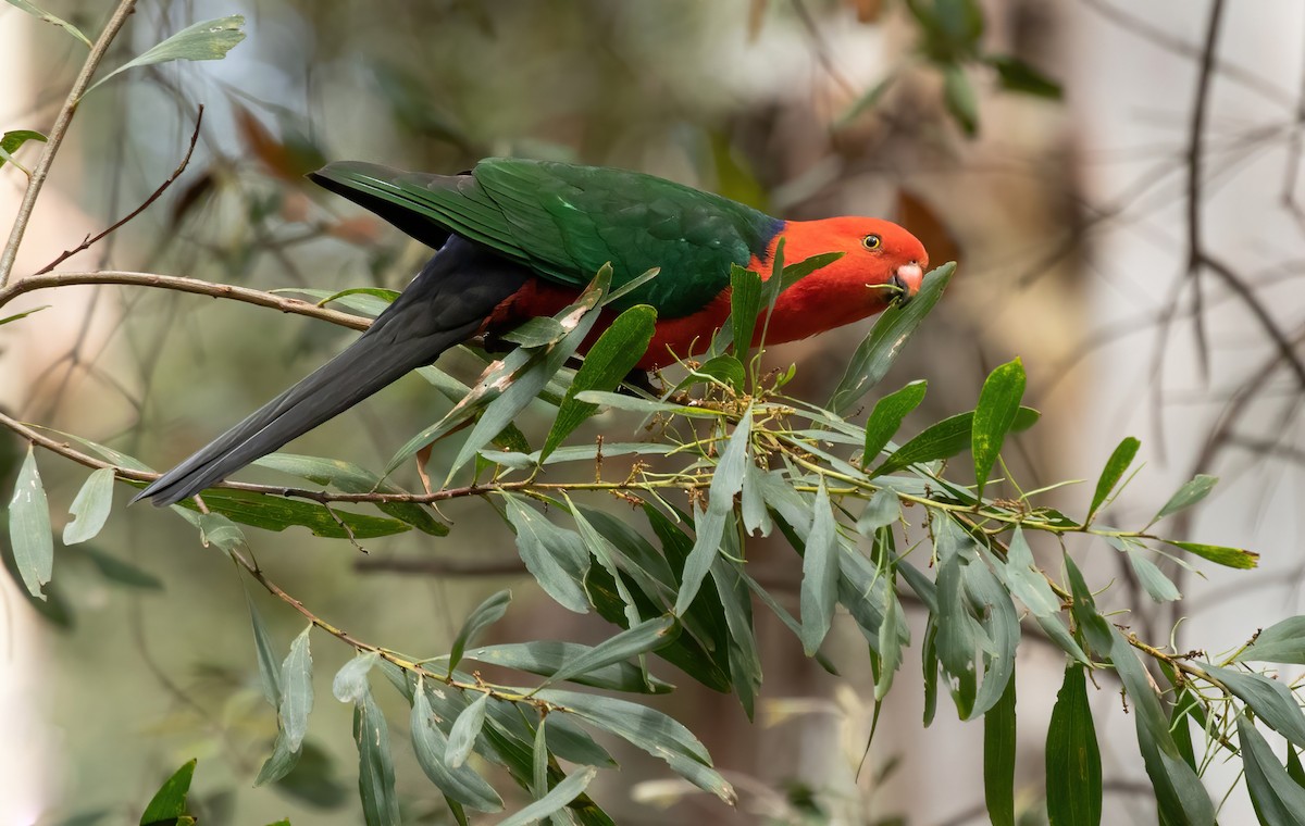 Australian King-Parrot - ML487291301