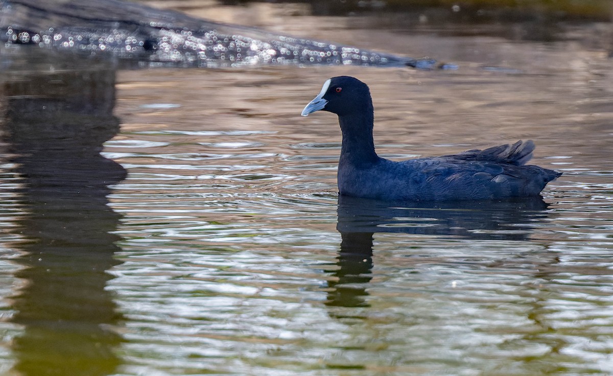 Eurasian Coot - ML487291541