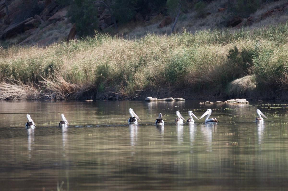 Australian Pelican - ML487291701