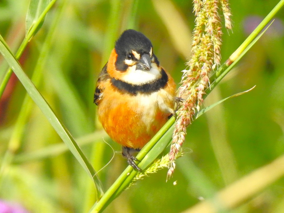 Rusty-collared Seedeater - ML487291781