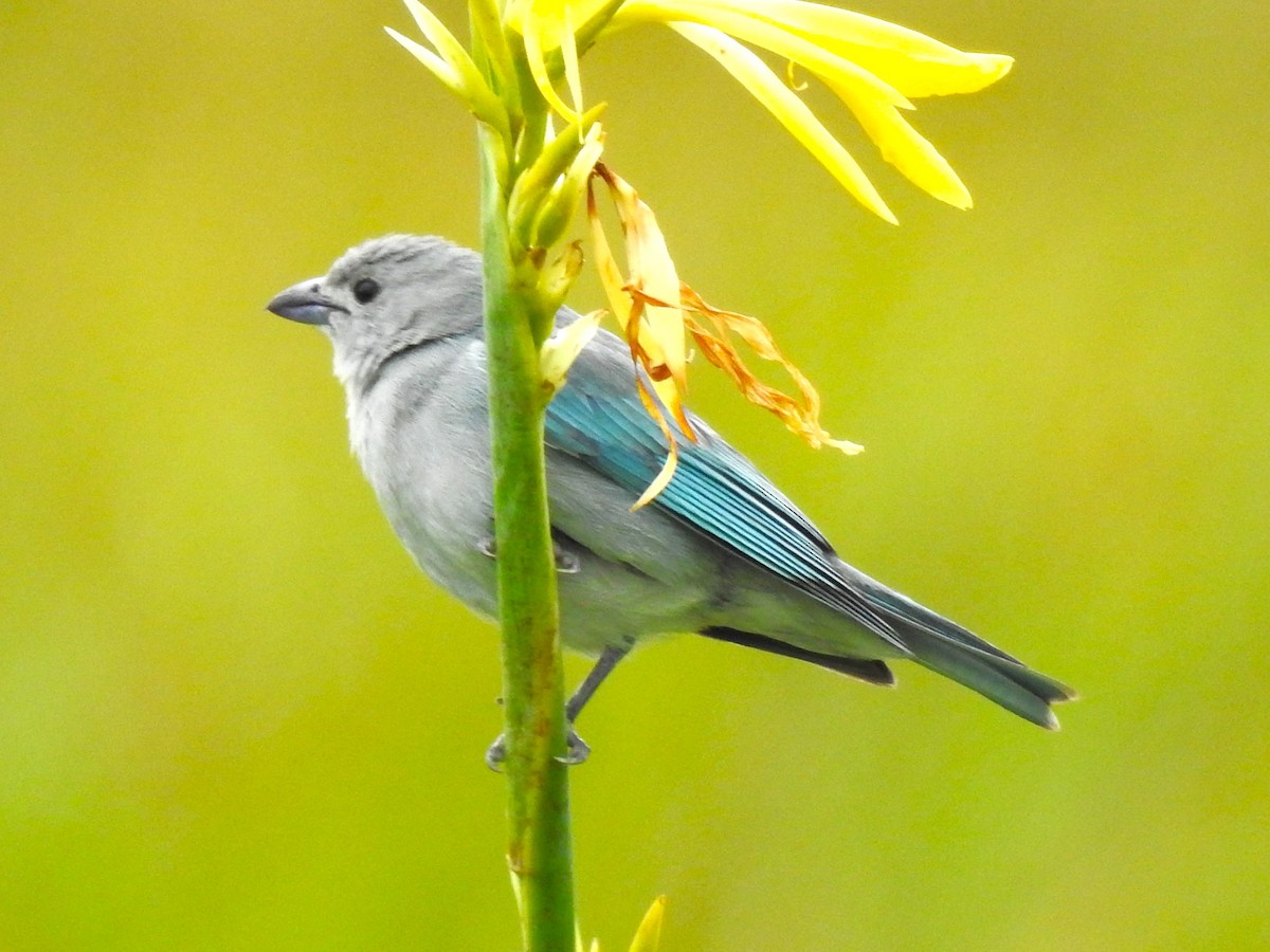 Sayaca Tanager - ML487291881