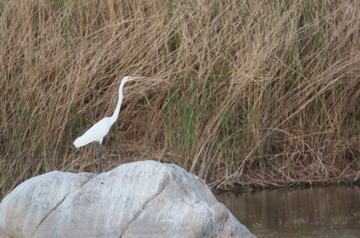 Great Egret - ML487291971