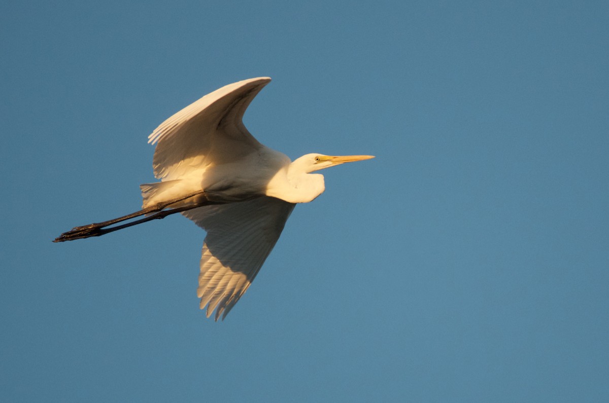 Great Egret - ML487291991