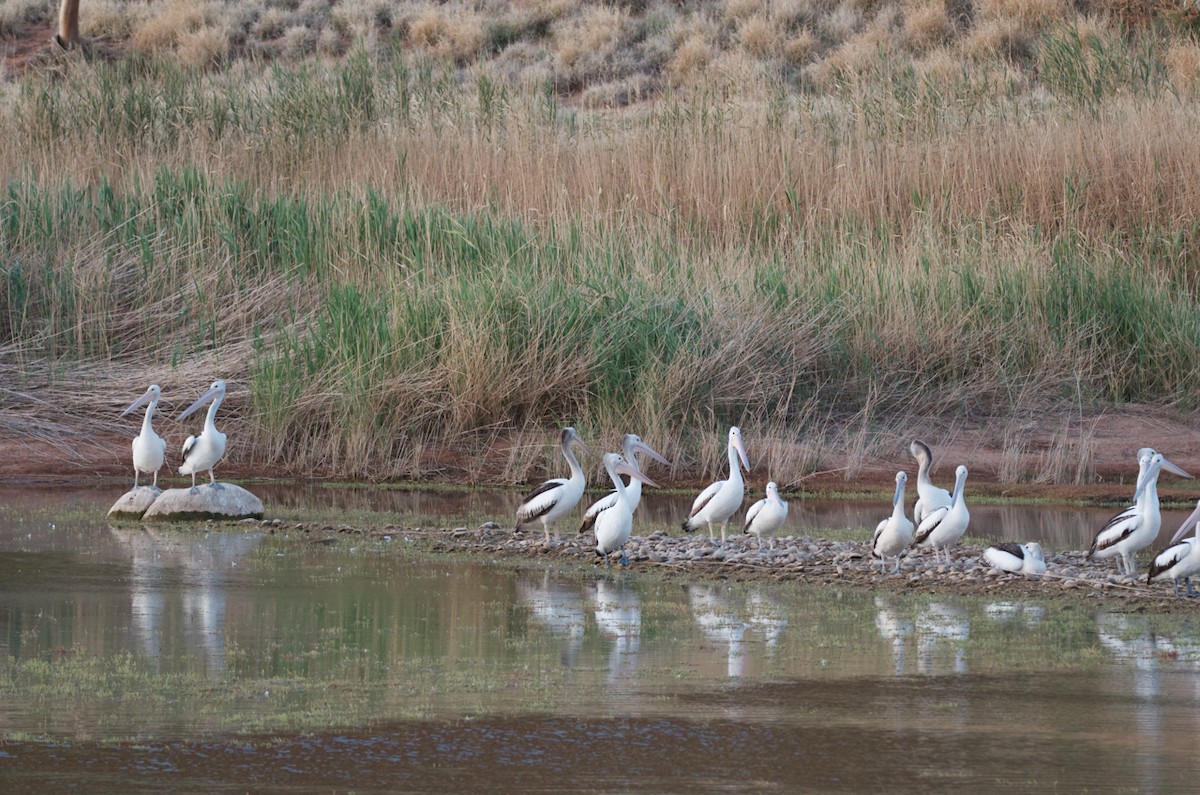 Australian Pelican - ML487292021