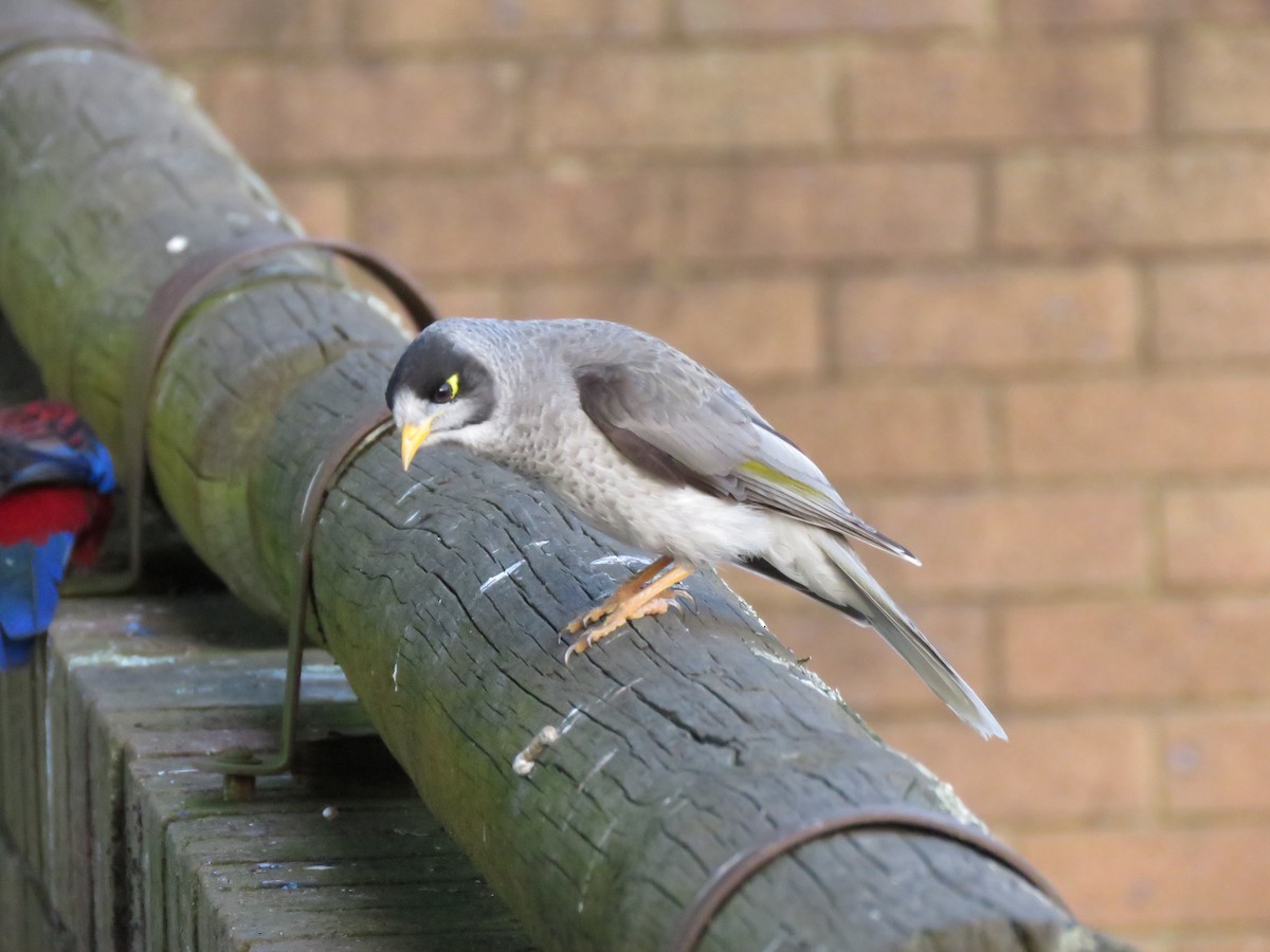 Noisy Miner - ML487292821