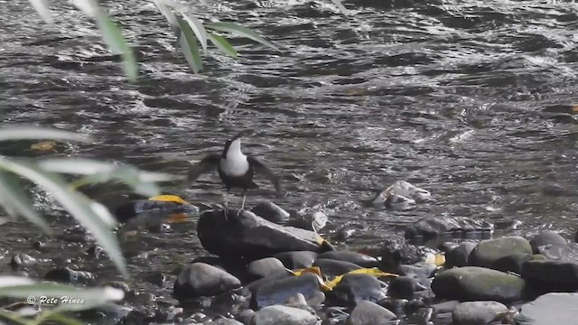 White-throated Dipper - ML487292861